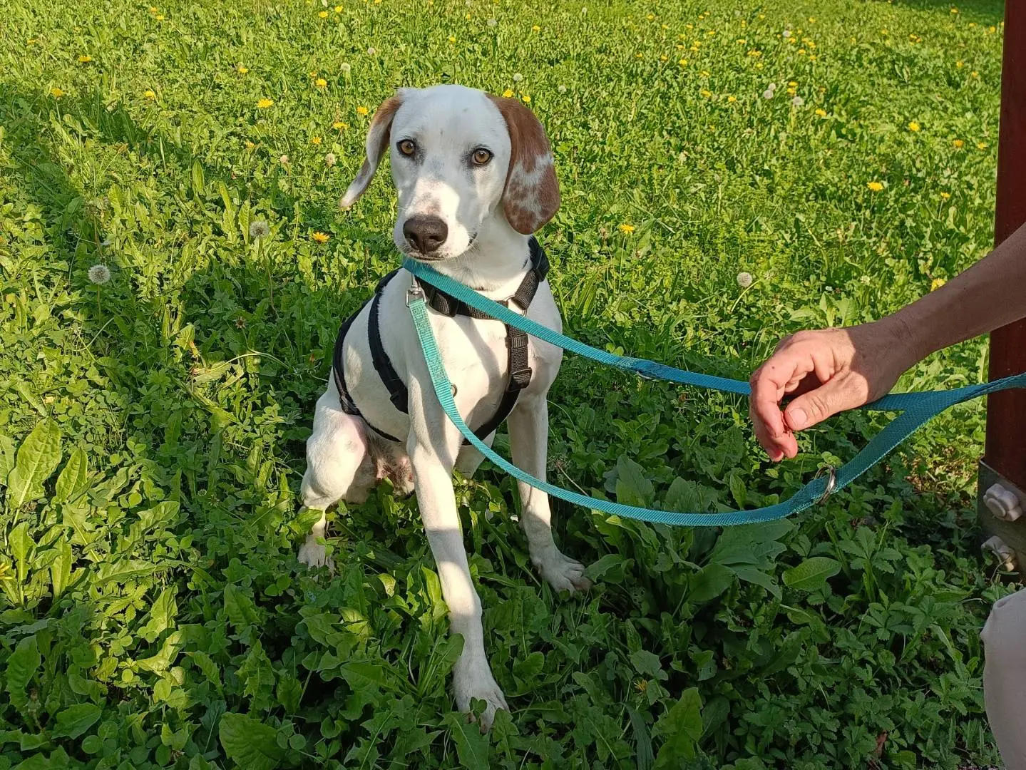 Adozione cane, maschio, Razza sconosciuta Razza sconosciuta, 9 mesi, taglia media contenuta, Lecco