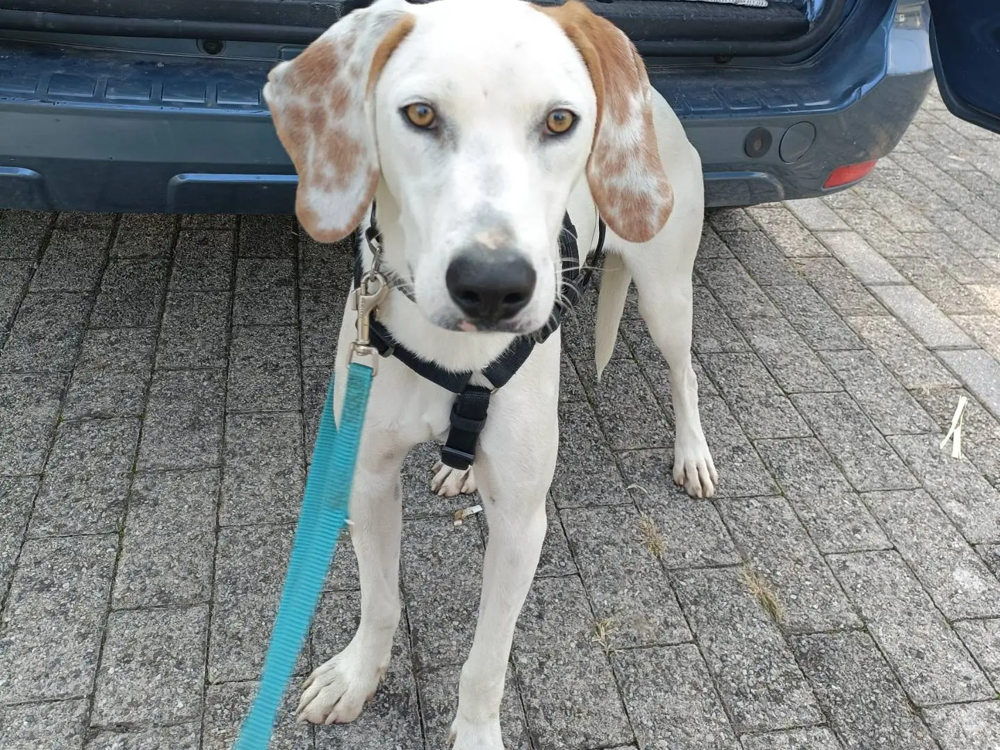 Vuoi adottare un cane a Lecco?