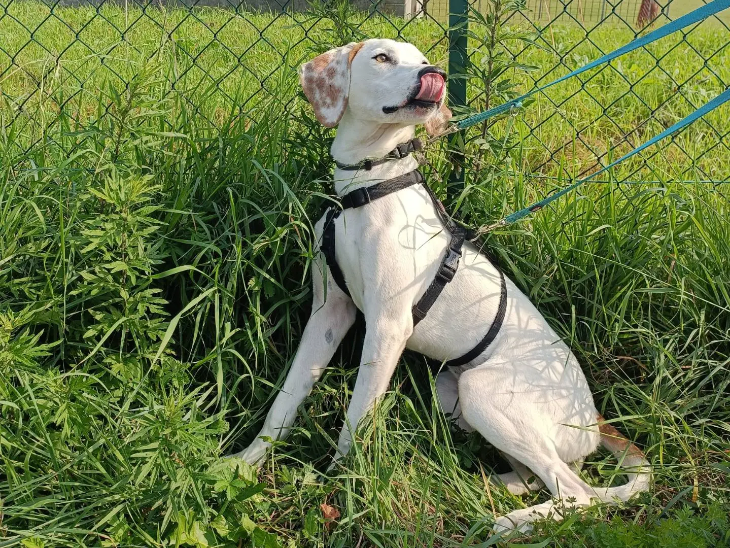 Adotta il cane Pluto a Lecco
