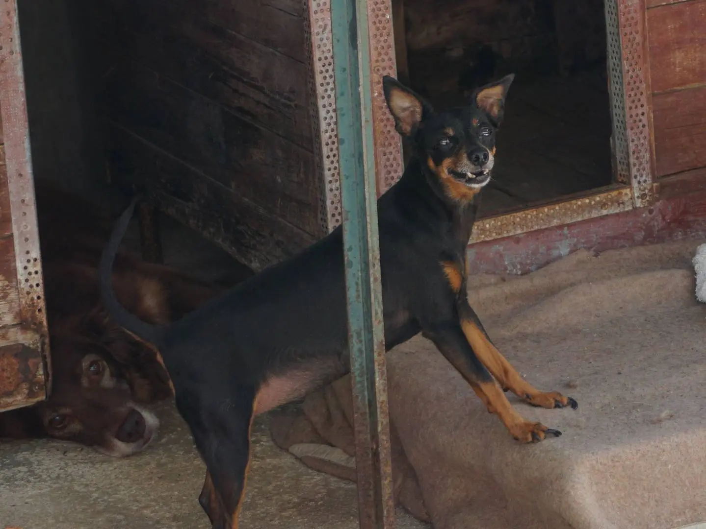Adotta un cane, femmina, 6 anni e 9 mesi, Pescara