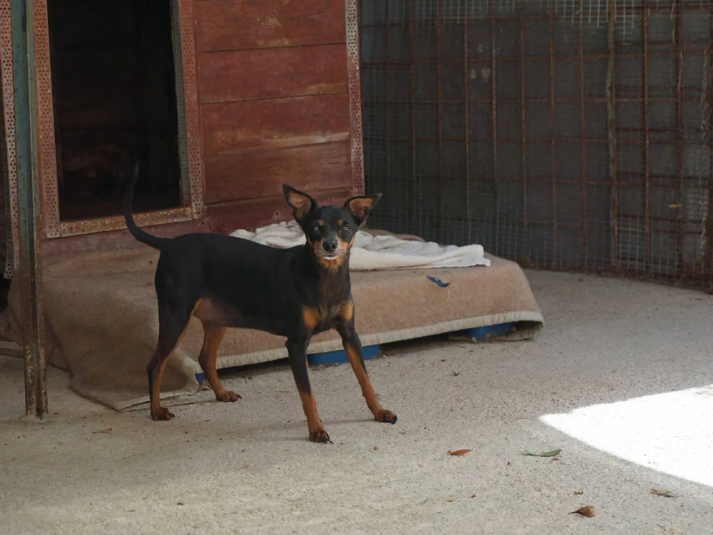 Adotta un cane, taglia piccola, femmina, Pescara