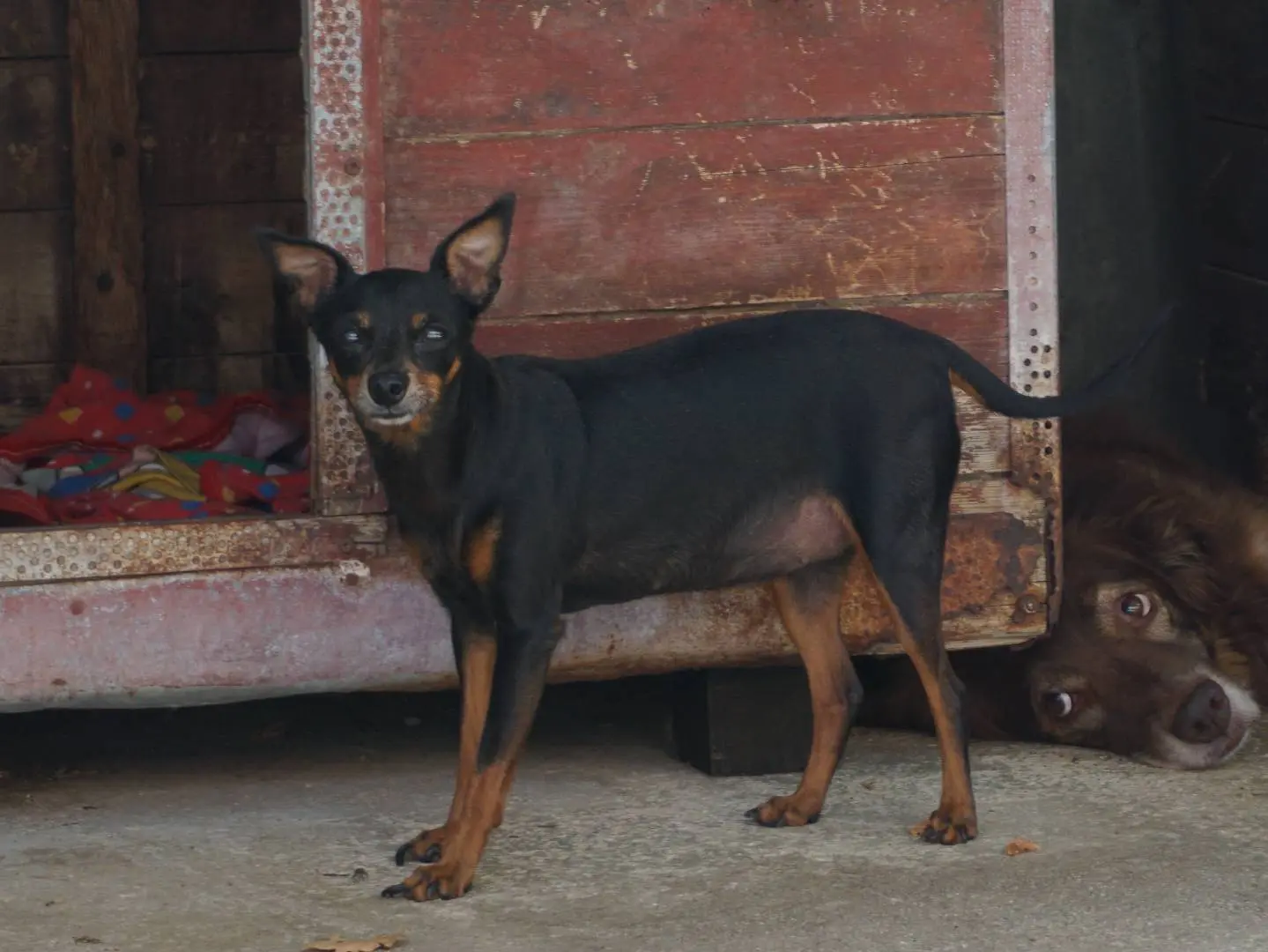 Adozione cane, femmina, Razza sconosciuta Razza sconosciuta, 6 anni e 9 mesi, taglia piccola, Pescara