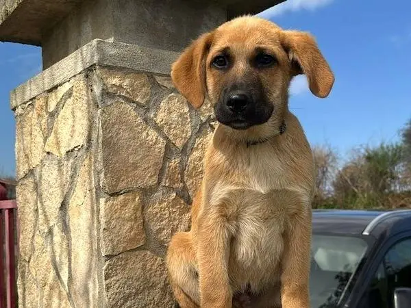 Adozione cane, maschio, Razza sconosciuta Razza sconosciuta, 10 mesi, taglia media, Vibo