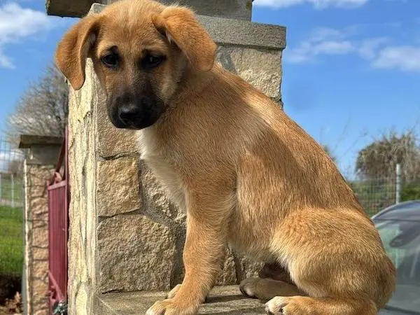 Adotta un cane, maschio, 10 mesi, Vibo