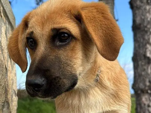 Adotta un cane, taglia media, maschio, Vibo
