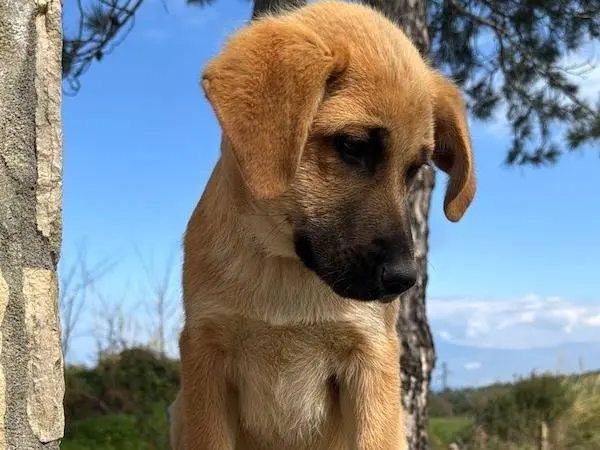 Vuoi adottare un cane a Vibo?