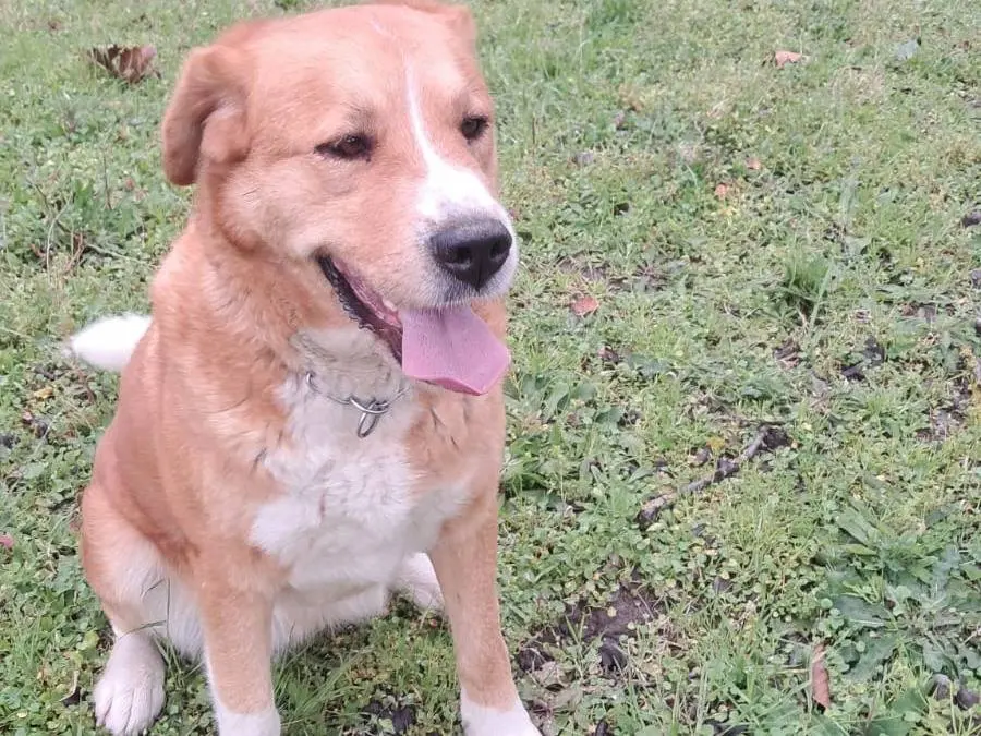 Adotta un cane, femmina, 4 anni e 3 mesi, Napoli