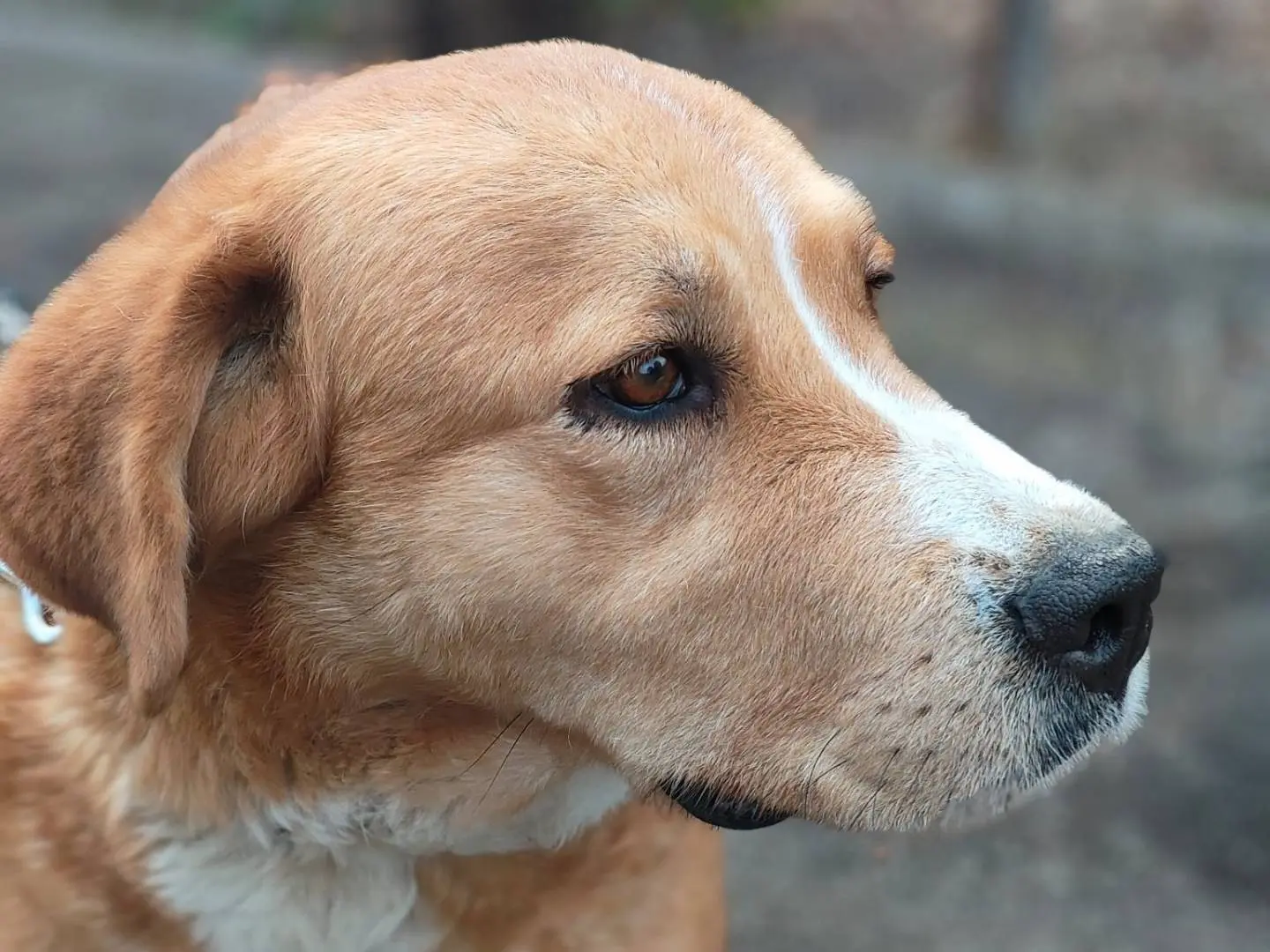 Adozione cane, femmina, Razza sconosciuta Razza sconosciuta, 4 anni e 3 mesi, taglia grande, Napoli