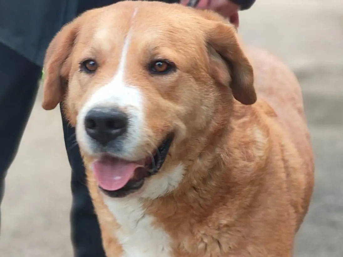 Adotta un cane, taglia grande, femmina, Napoli