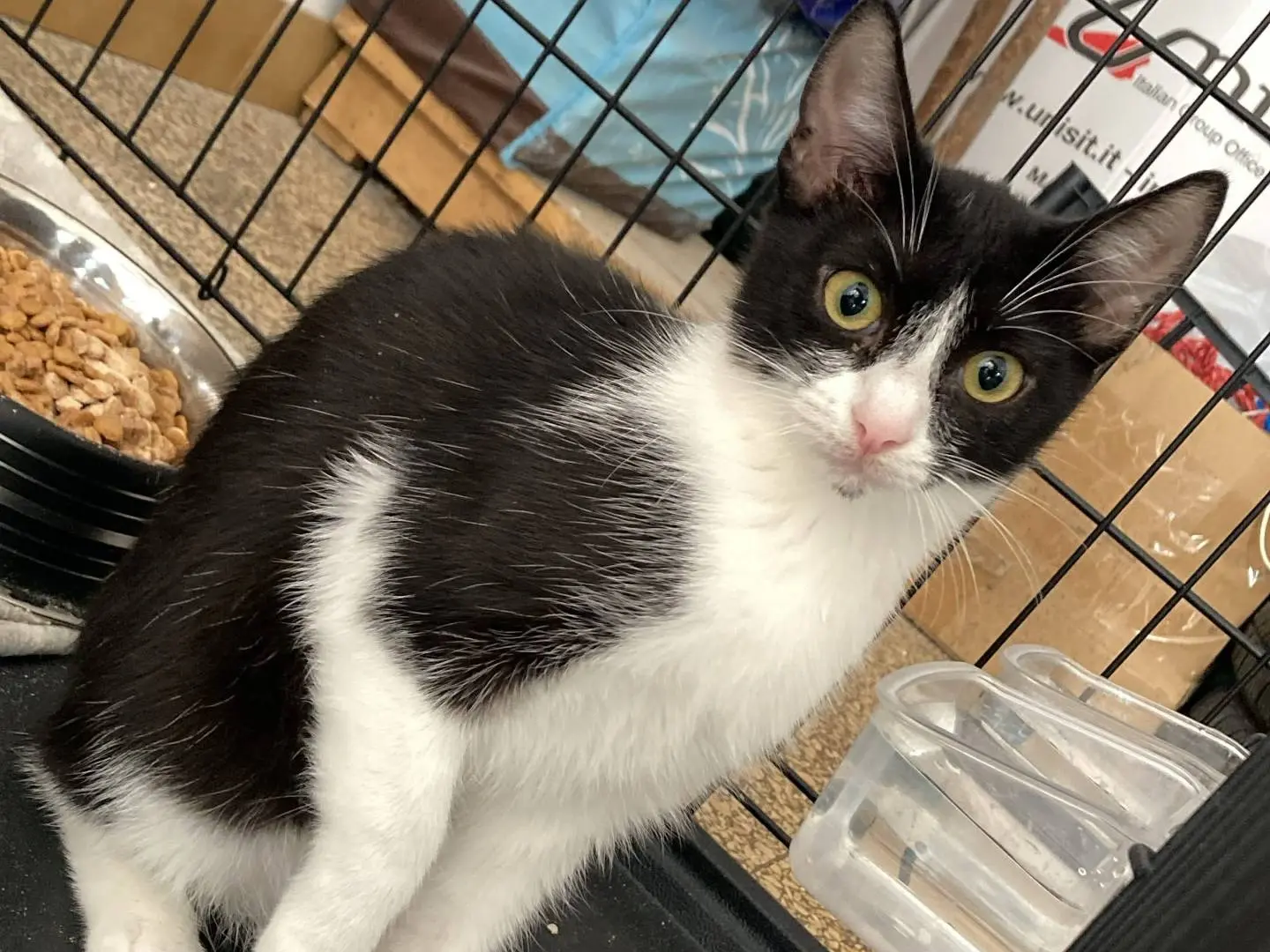 Adotta un gatto, taglia non valida, femmina, Bologna