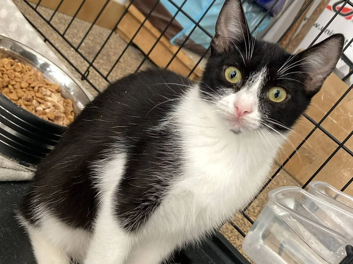 Vuoi adottare un gatto a Bologna?