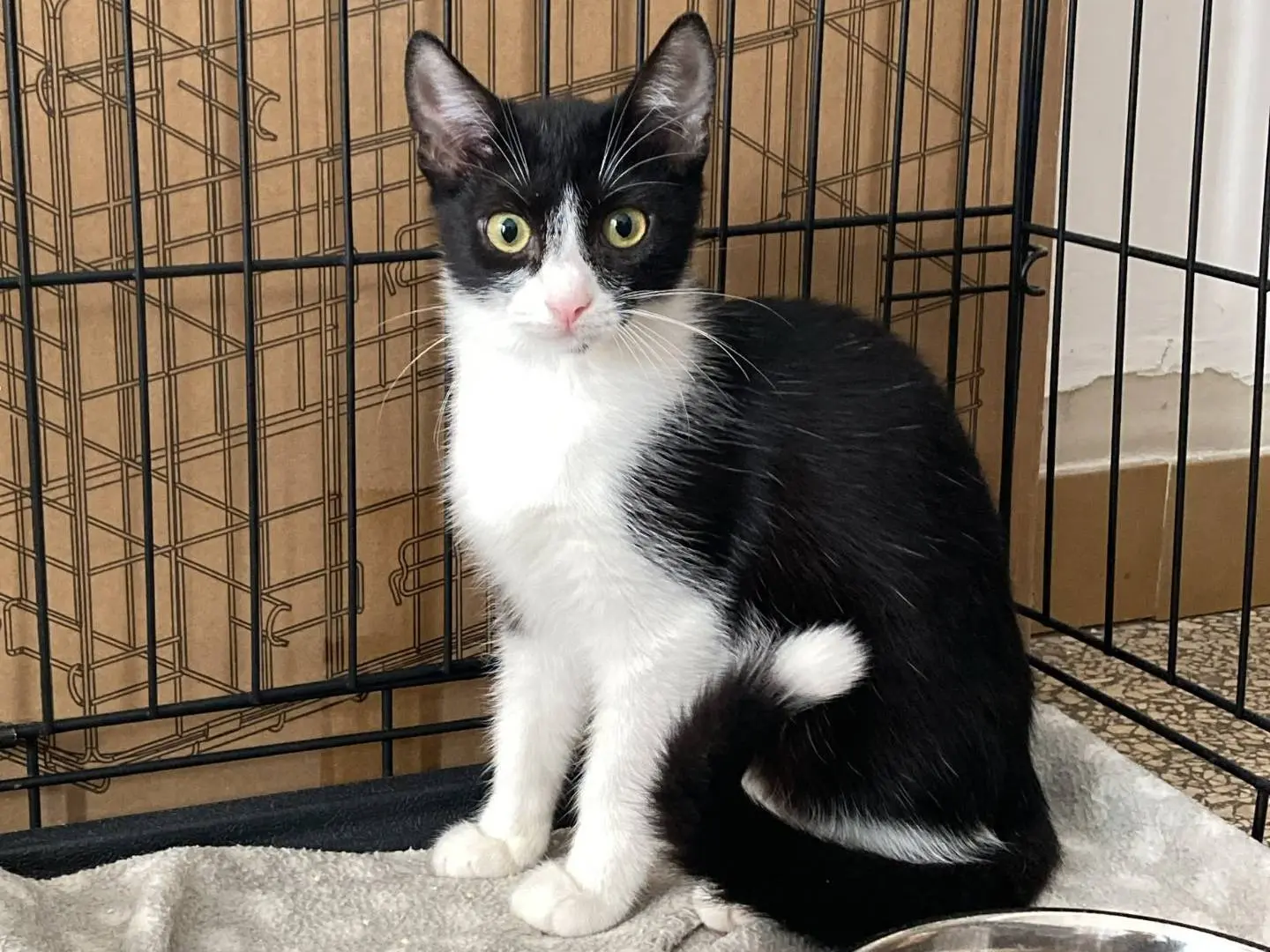 Adozione gatto, femmina, Razza sconosciuta Razza sconosciuta, 4 mesi, taglia non valida, Bologna
