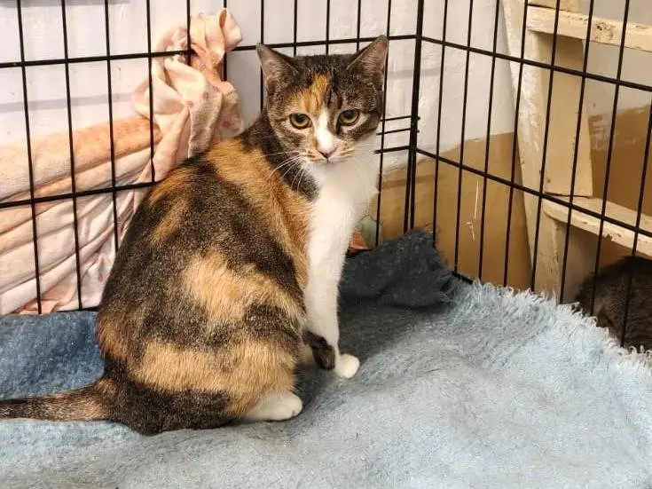 Adotta un gatto, taglia non valida, femmina, Milano