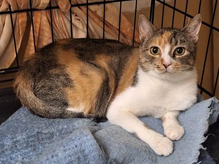 Adozione gatto, femmina, Razza sconosciuta Razza sconosciuta, 1 anno e 1 mese, taglia non valida, Milano