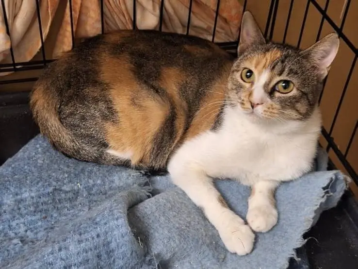 Adotta un gatto, femmina, 1 anno e 1 mese, Milano