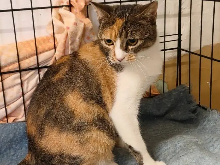 Vuoi adottare un gatto a Milano?