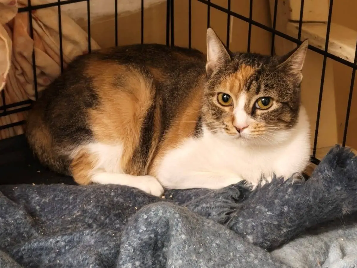 Adotta il gatto NELLY a Milano