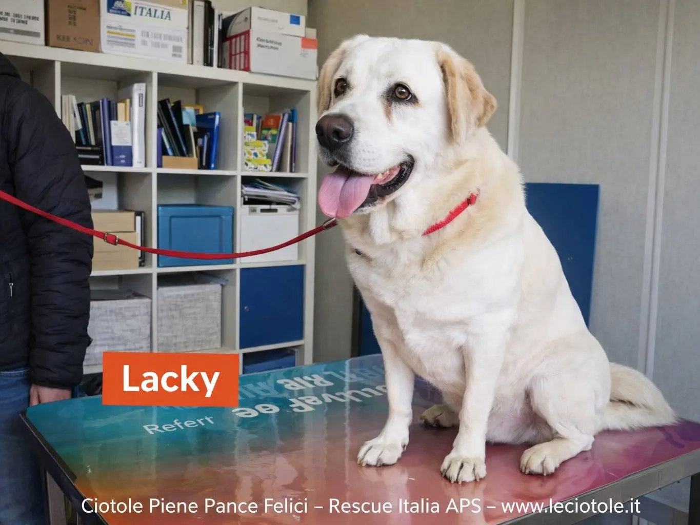 Adozione cane, maschio, Labrador Retriever Razza sconosciuta, 10 anni e 8 mesi, taglia grande, Avellino