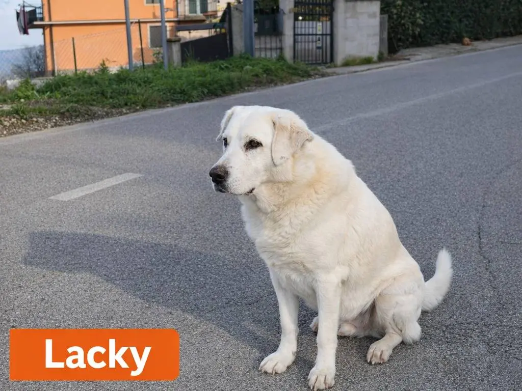Adotta un cane, maschio, 10 anni e 8 mesi, Avellino