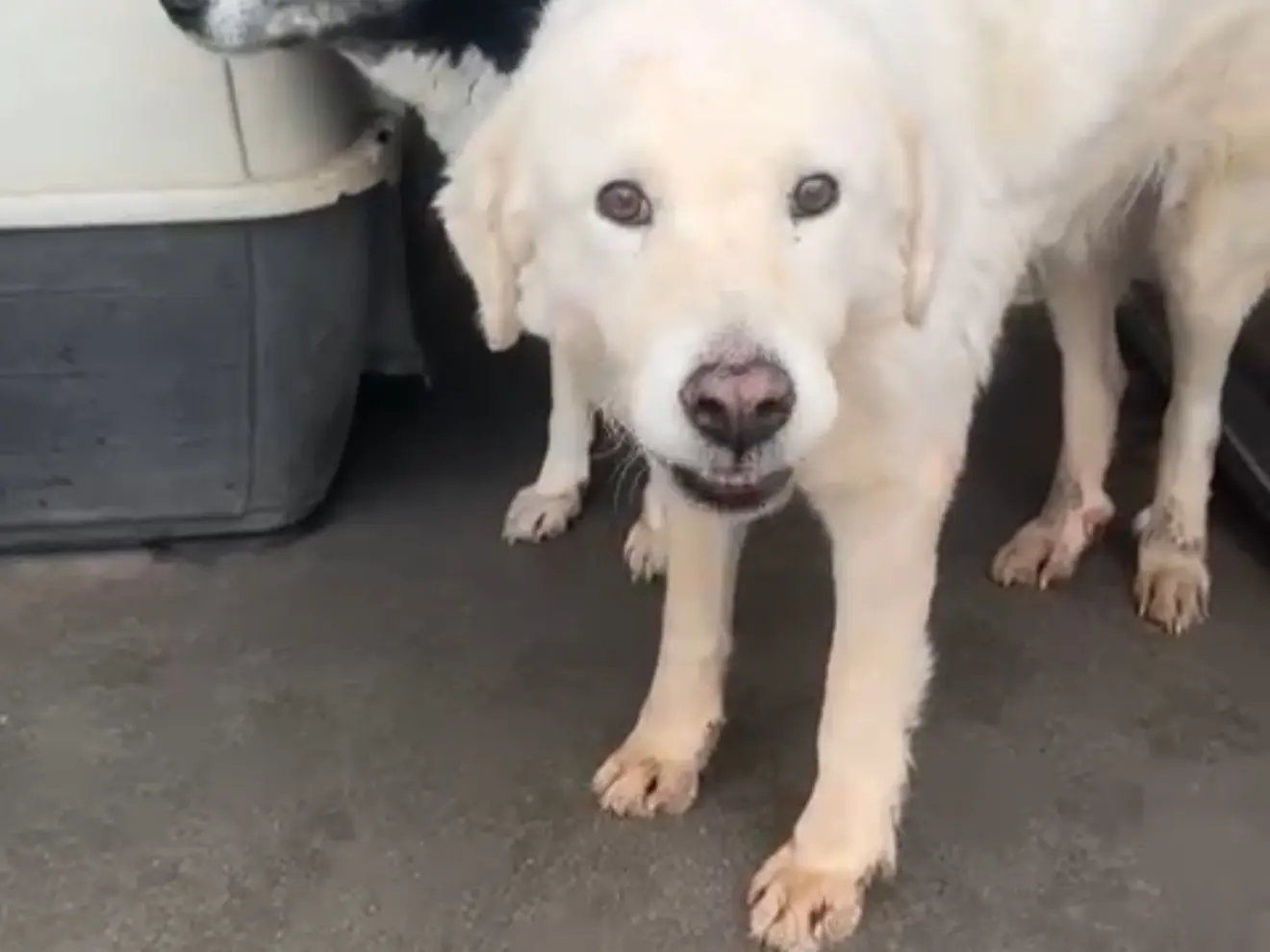 Foto 1 dell'animale