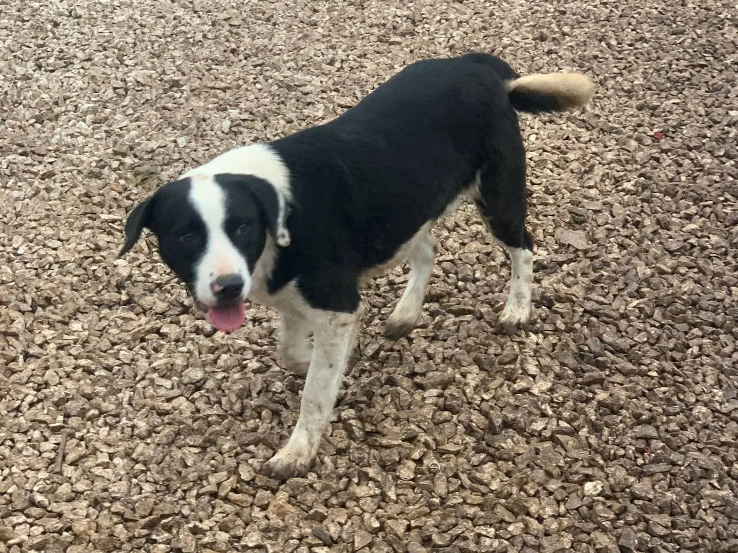 Adotta un cane, taglia media, maschio, Frosinone