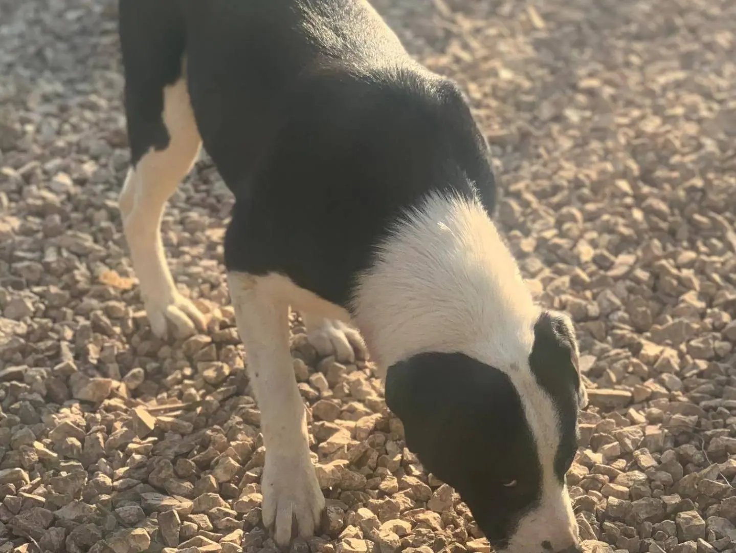 Adotta un cane, maschio, 2 anni e 9 mesi, Frosinone