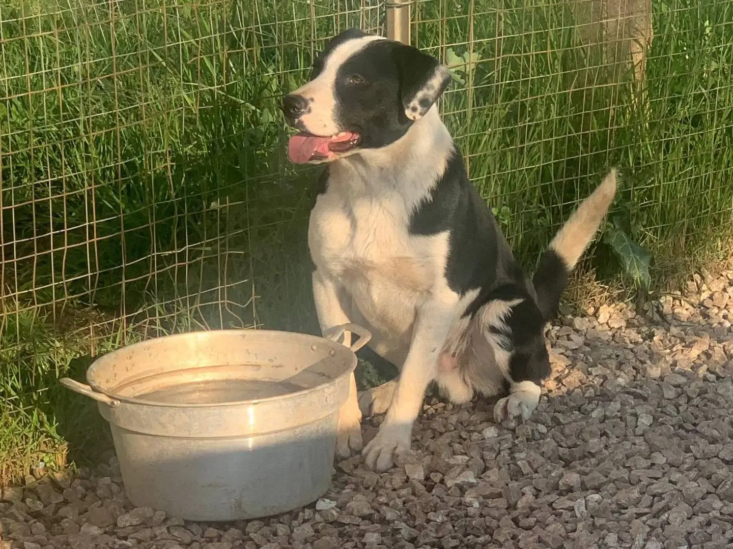 Adozione cane, maschio, Pitbull Border Collie, 2 anni e 9 mesi, taglia media, Frosinone