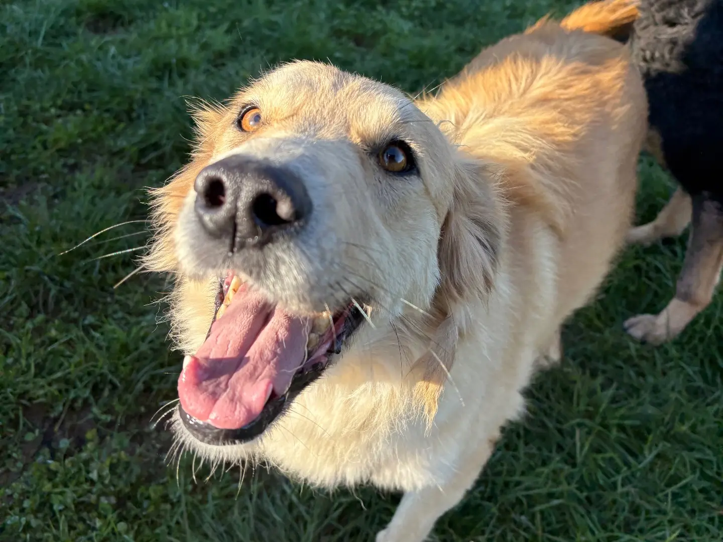 Adotta un cane, femmina, 4 anni e 5 mesi, Frosinone