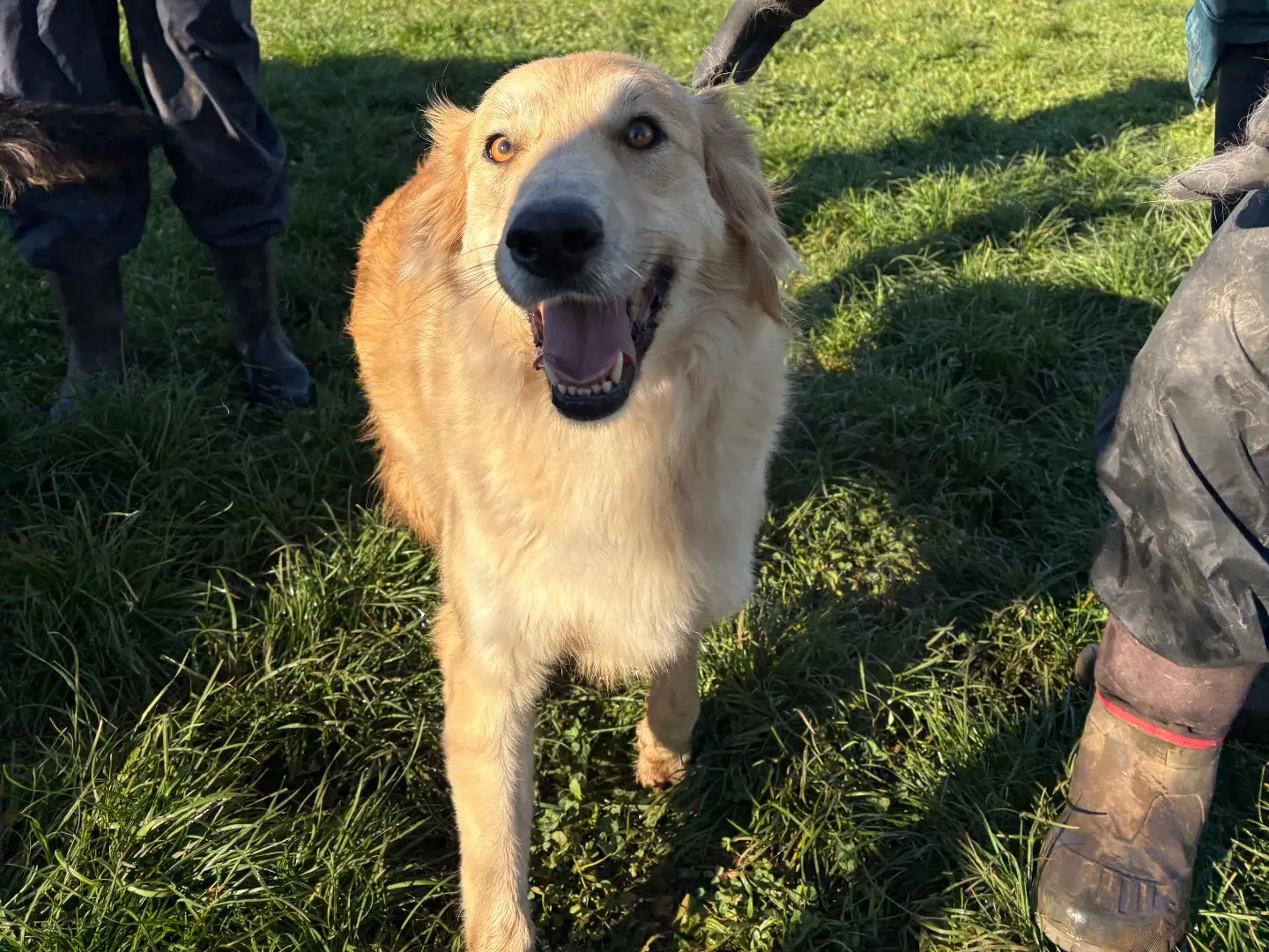 Adotta un cane, taglia media, femmina, Frosinone
