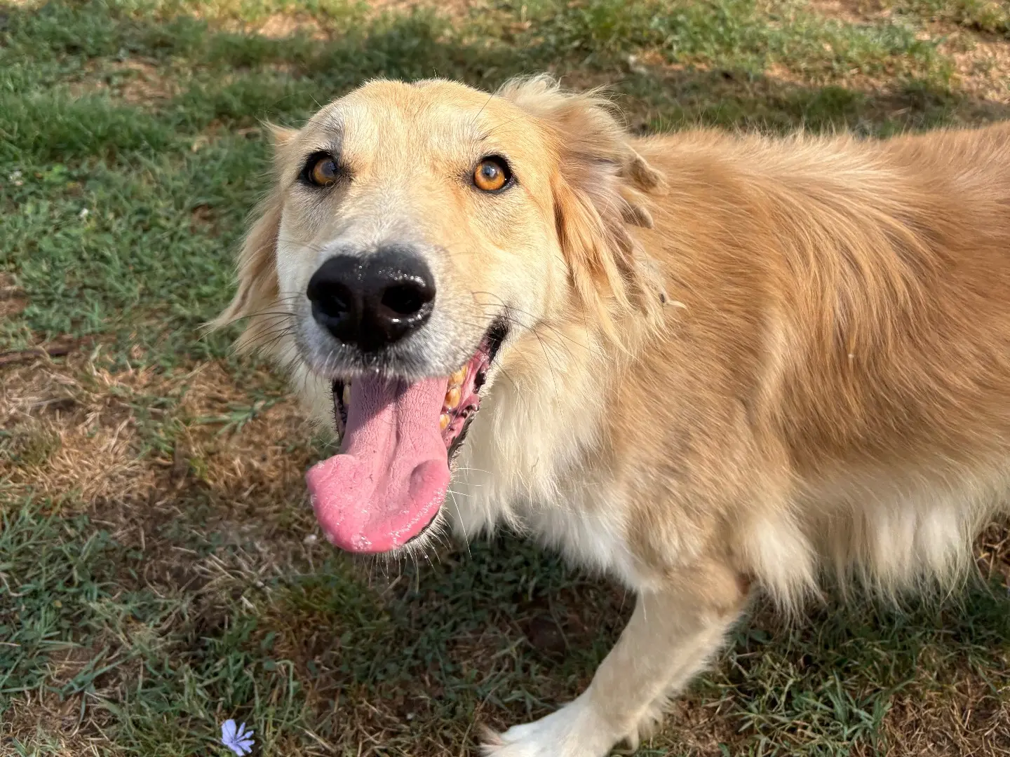 Adozione cane, femmina, Golden Retriever Razza sconosciuta, 4 anni e 5 mesi, taglia media, Frosinone
