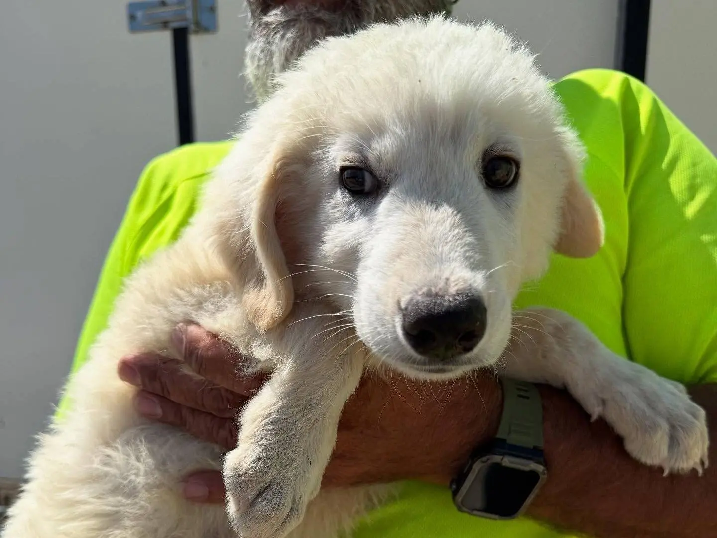 Vuoi adottare un cane a Matera?