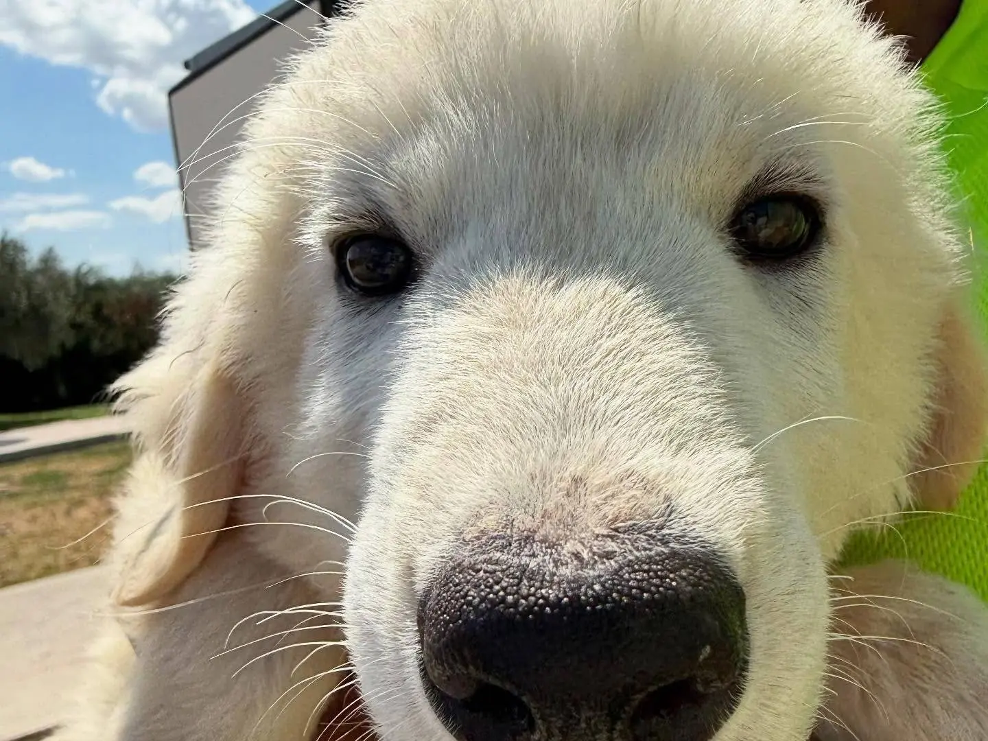 Adotta un cane, maschio, 1 anno e 4 mesi, Matera