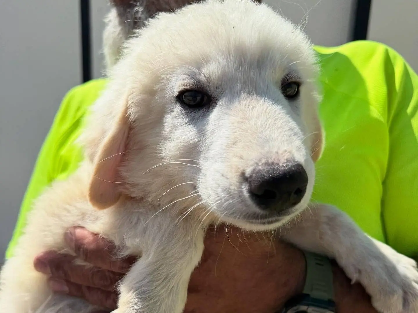 Adozione cane, maschio, Razza sconosciuta Razza sconosciuta, 1 anno e 4 mesi, taglia media, Matera