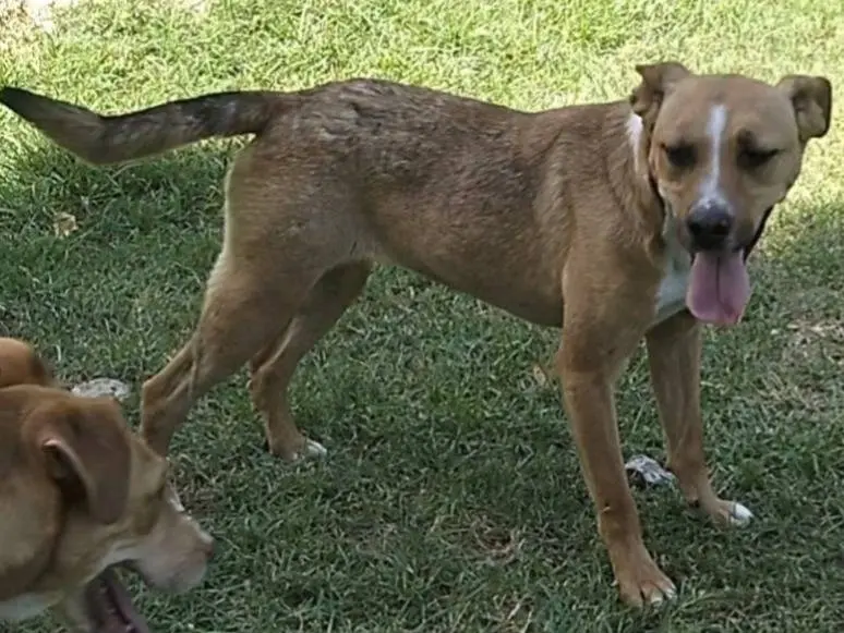 Adotta un cane, femmina, 3 anni, Frosinone