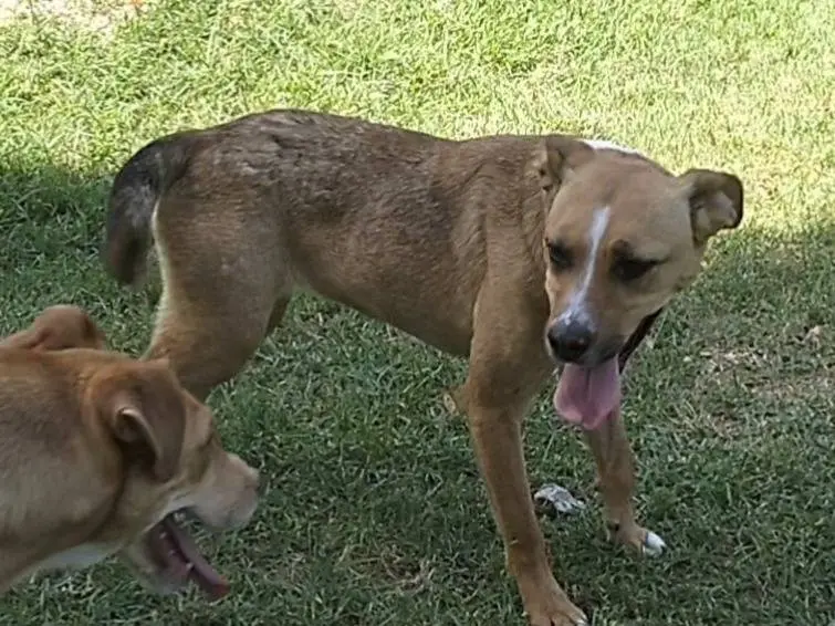 Adotta il cane MIA a Frosinone