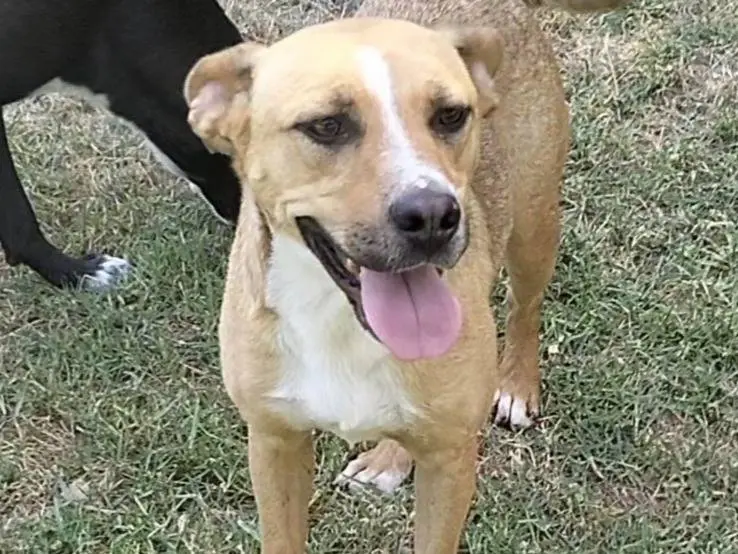 Adozione cane, femmina, Razza sconosciuta Razza sconosciuta, 3 anni, taglia media, Frosinone