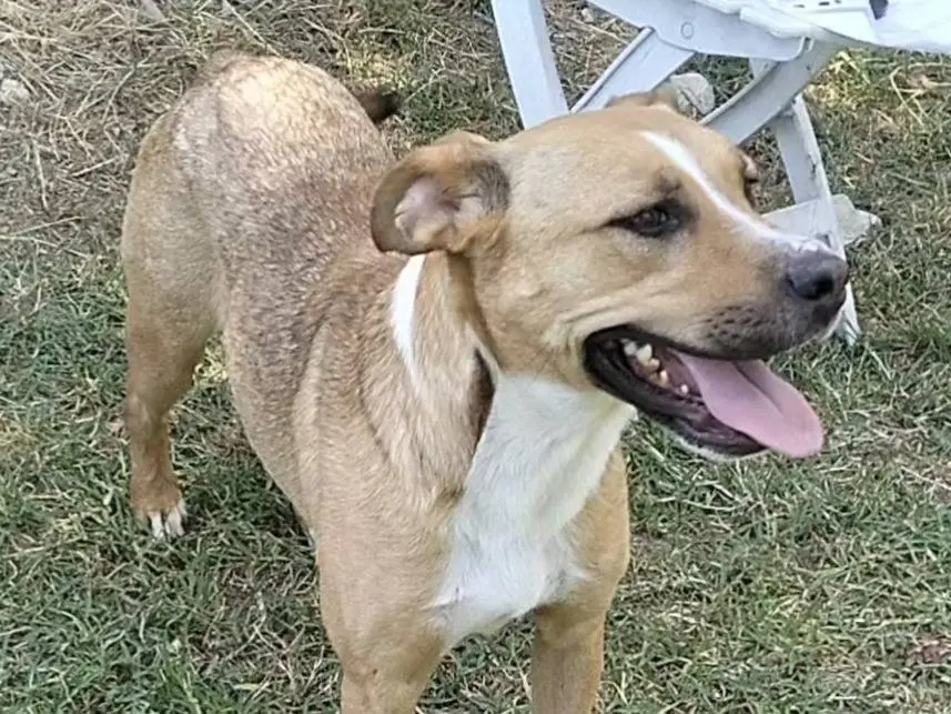 Adotta un cane, taglia media, femmina, Frosinone
