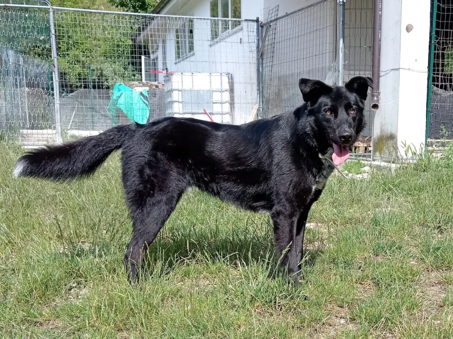 Adotta un cane, taglia grande, maschio, Isernia