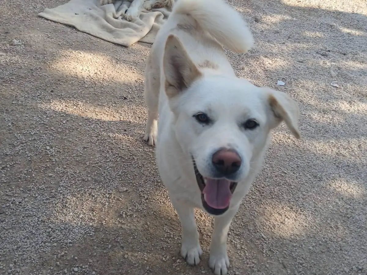 Adozione cane, maschio, Akita Razza sconosciuta, 3 anni e 1 mese, taglia media, Bari