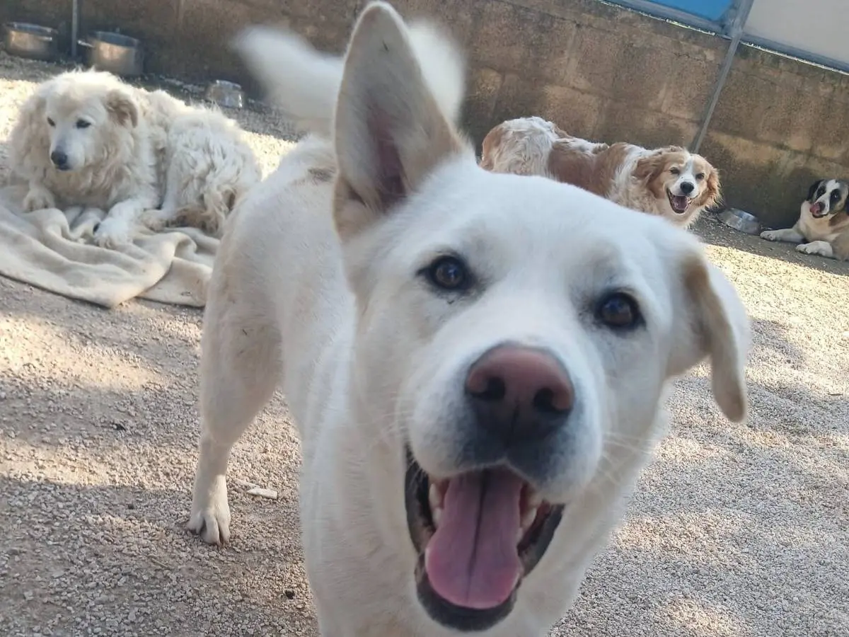 Adotta un cane, maschio, 3 anni e 1 mese, Bari