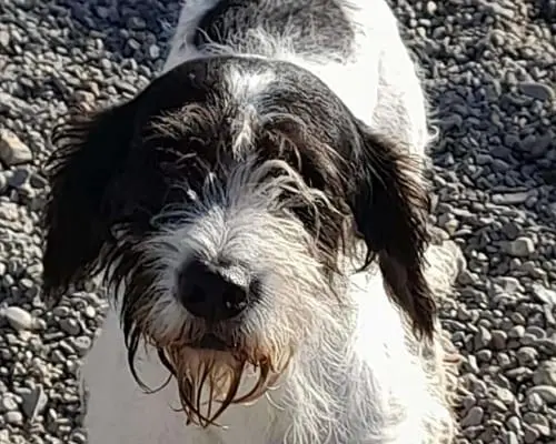 Adotta un cane, taglia media, maschio, Terni