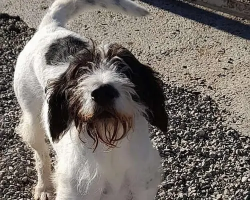 Adotta un cane, maschio, 10 anni e 9 mesi, Terni