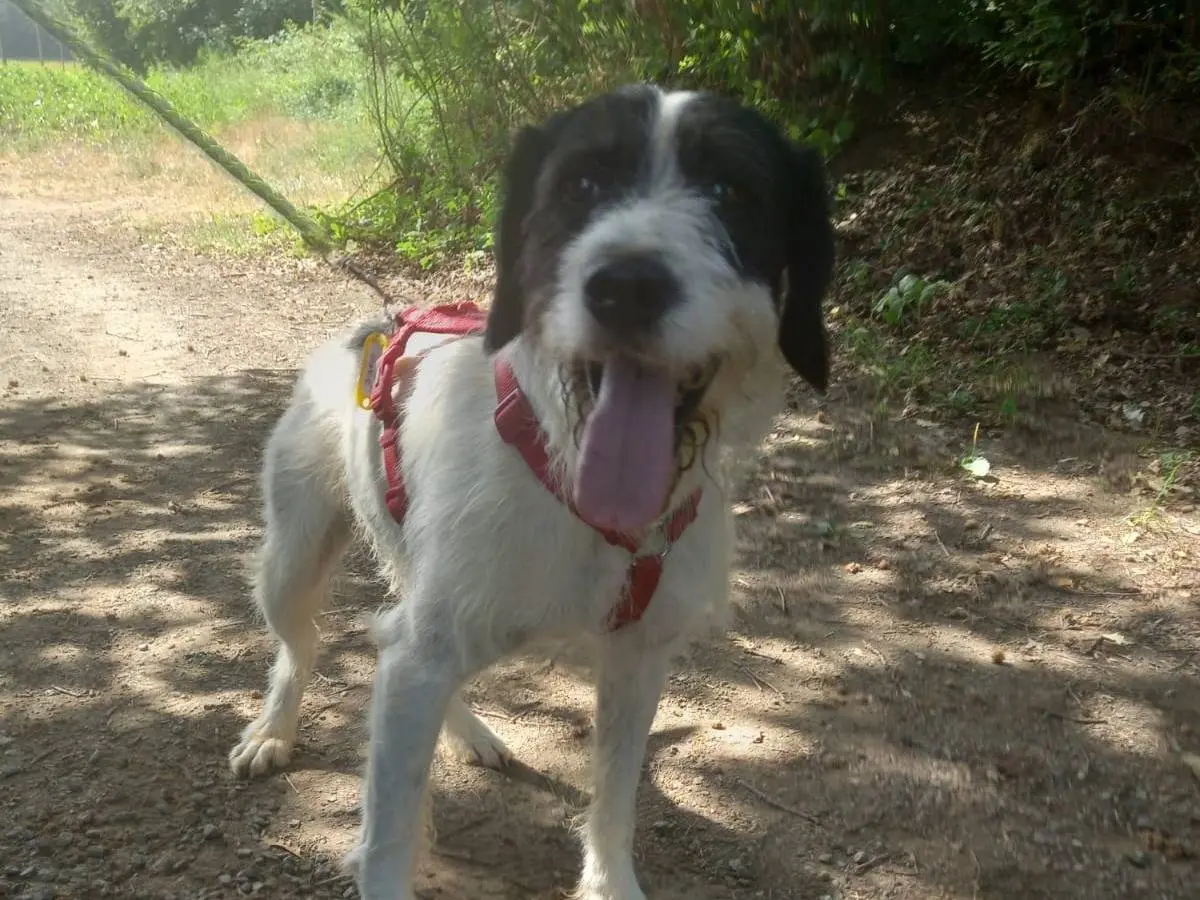 Adozione cane, maschio, meticcio, 10 anni e 9 mesi, taglia media, Terni
