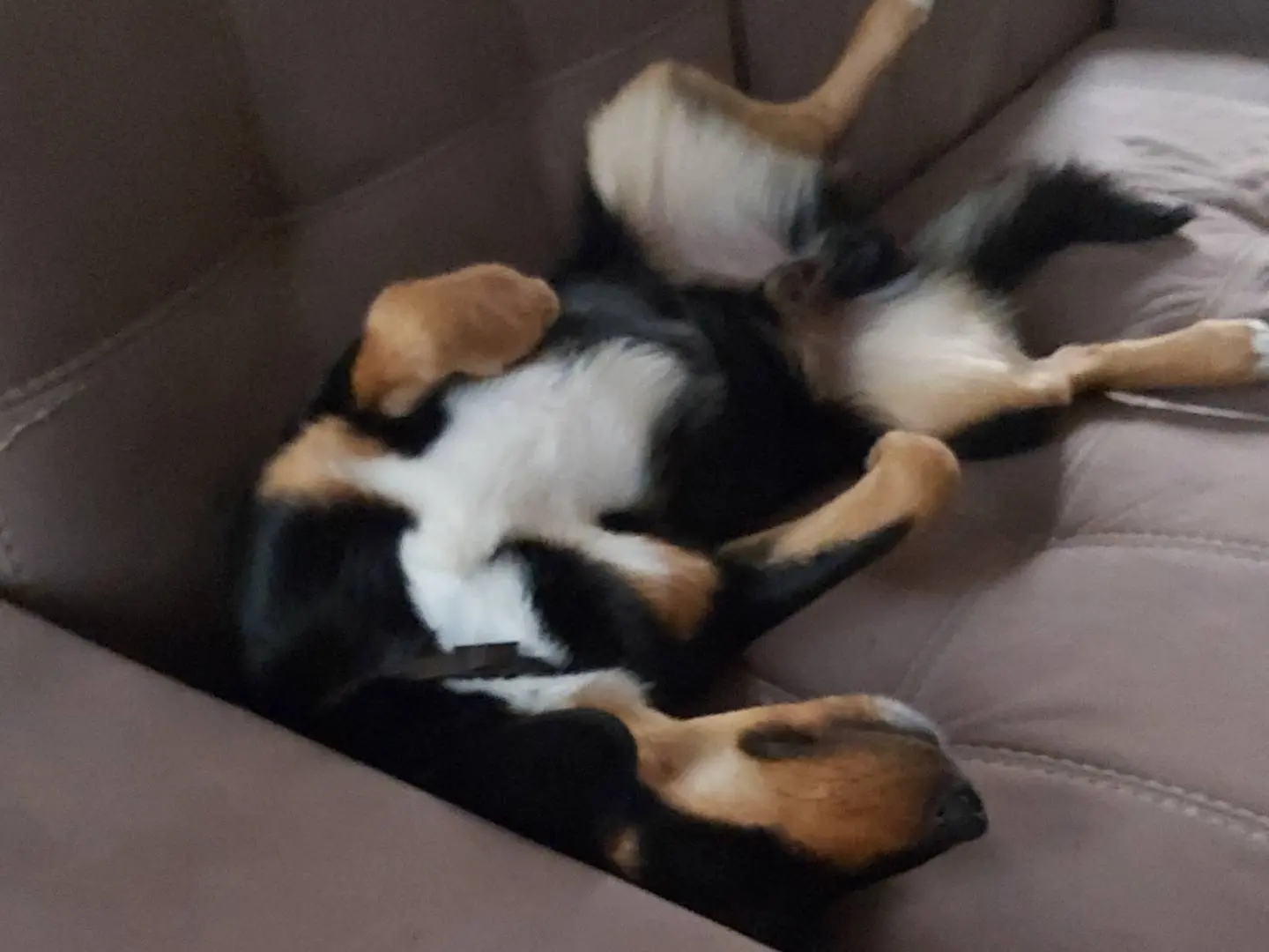 Adotta un cane, maschio, 2 anni e 6 mesi, Pavia