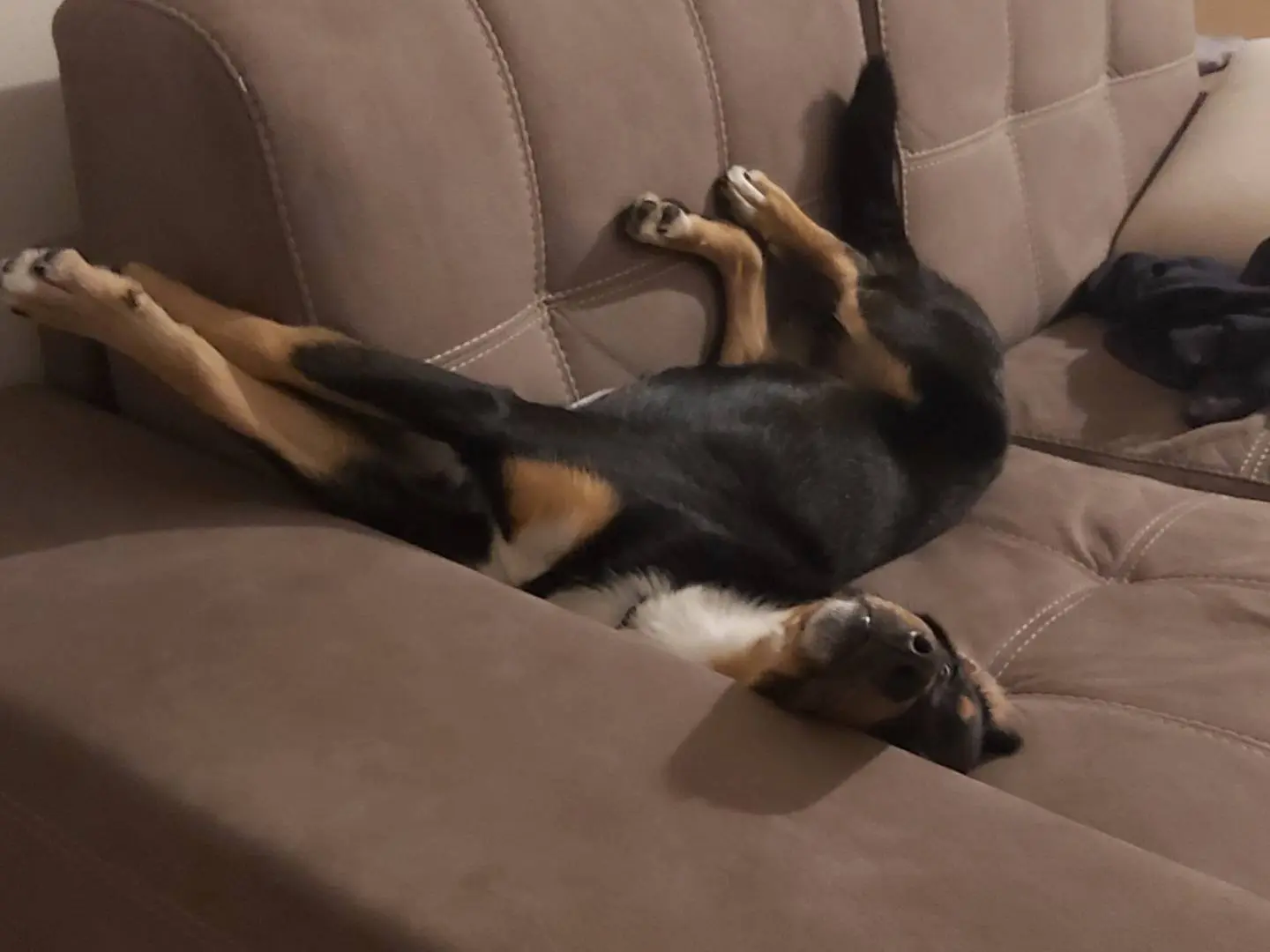 Vuoi adottare un cane a Pavia?