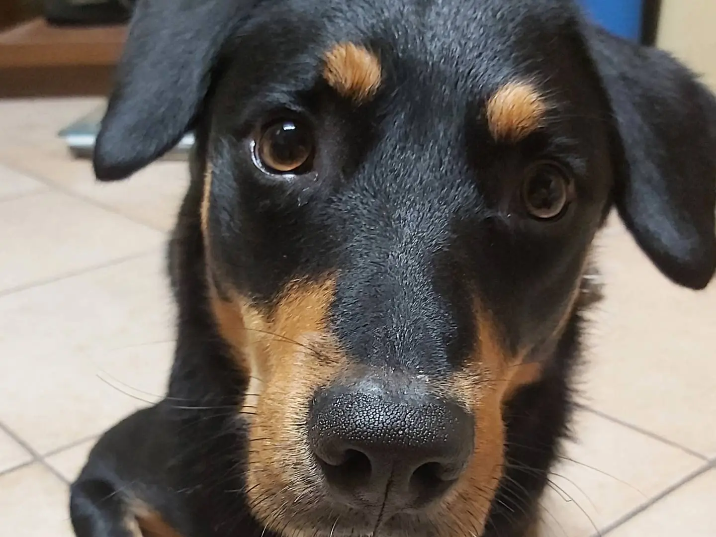 Adozione cane, maschio, Border Collie Rottweiler, 2 anni e 6 mesi, taglia media, Pavia