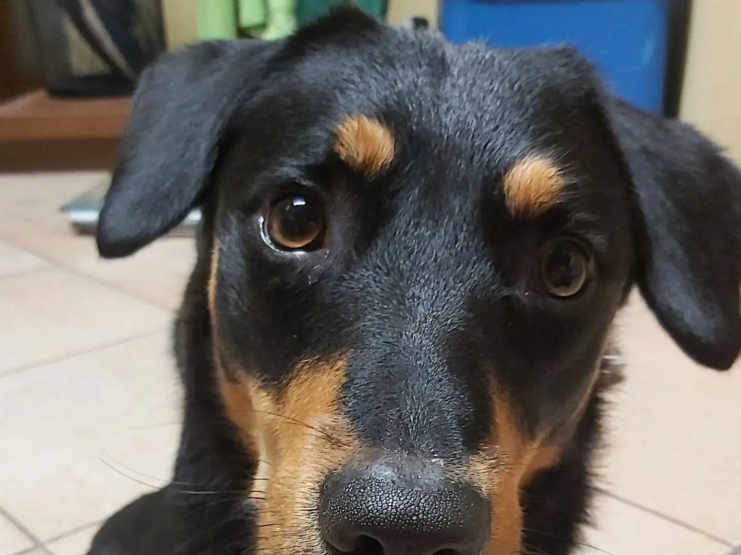 Adotta un cane, taglia media, maschio, Pavia