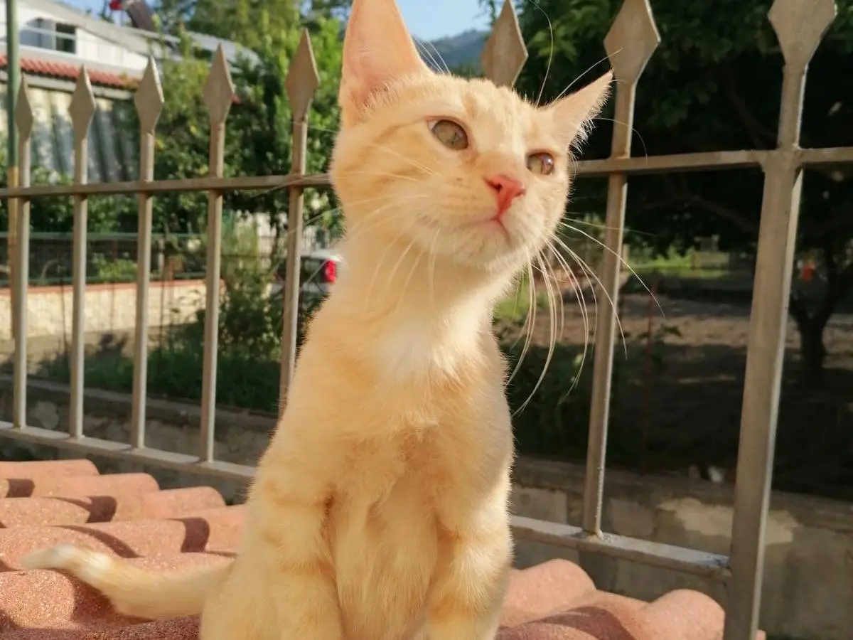 Adotta un gatto, taglia non valida, maschio, Parma