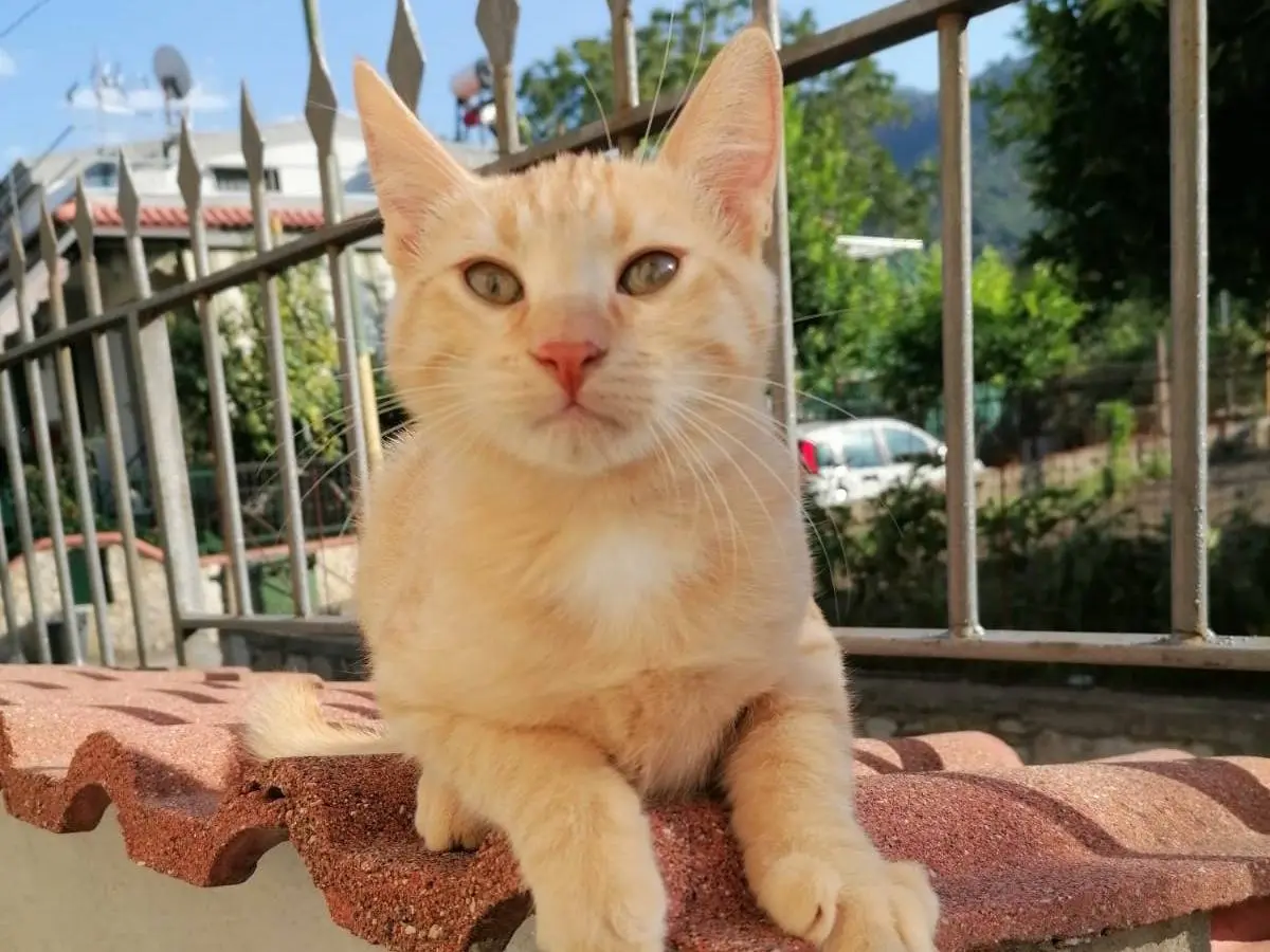 Adotta un gatto, maschio, 3 mesi, Parma