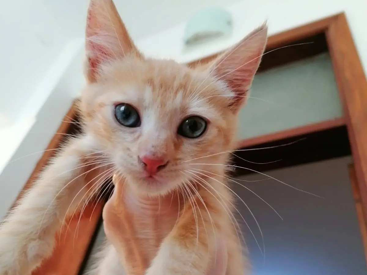 Adozione gatto, maschio, Razza sconosciuta Razza sconosciuta, 3 mesi, taglia non valida, Parma